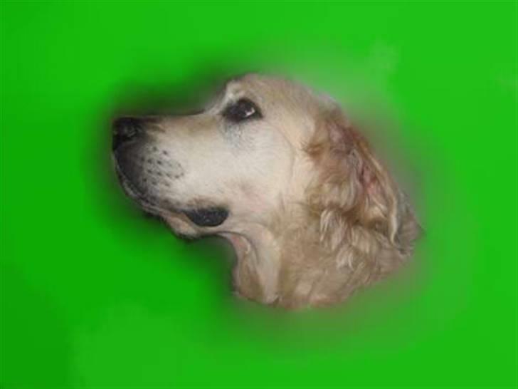 Golden retriever nika R.I.P :(<3I MISS YOU billede 10