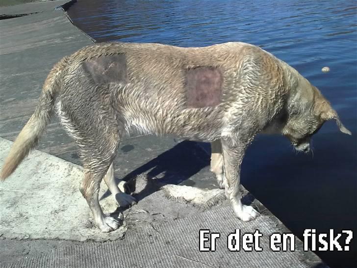 Labrador retriever Malou  R.I.P. 7-10-10 billede 16