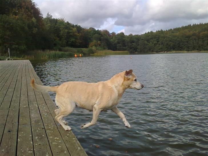 Labrador retriever Malou  R.I.P. 7-10-10 - Malou prøver om hun kan gå på vandet - og nej, det kunne hun ikke. billede 17