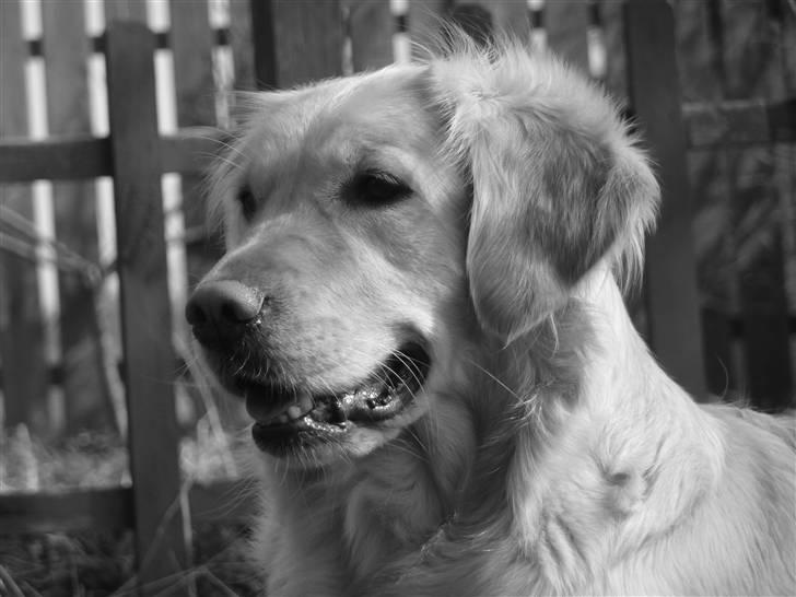 Golden retriever Melba - skønne hund  billede 9
