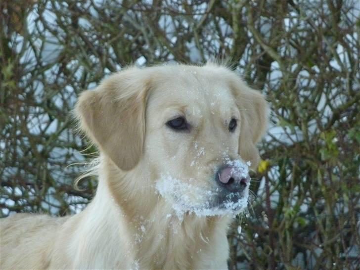 Golden retriever Melba - Melba kigger efter jessie billede 12