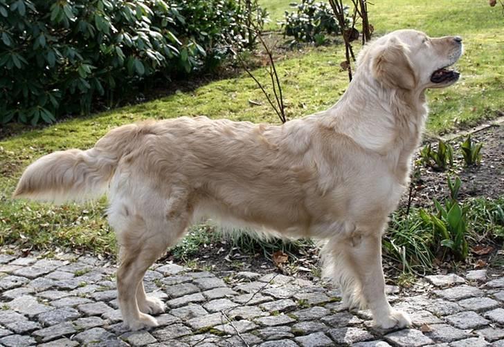 Golden retriever Melba - melba billede 10