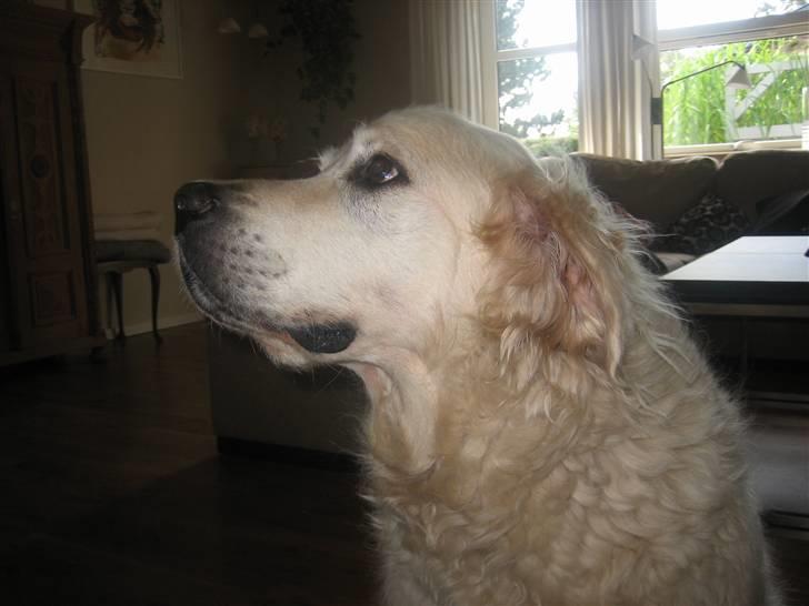Golden retriever nika R.I.P :(<3I MISS YOU billede 11