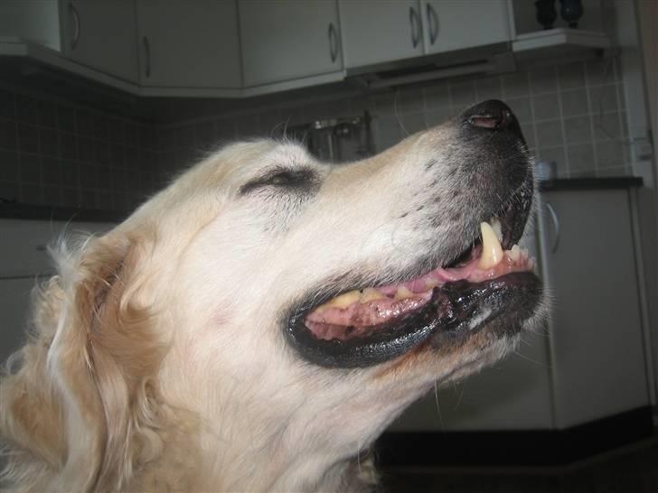 Golden retriever nika R.I.P :(<3I MISS YOU billede 13