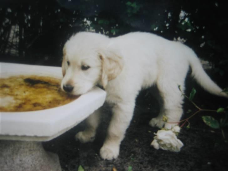 Golden retriever nika R.I.P :(<3I MISS YOU billede 14