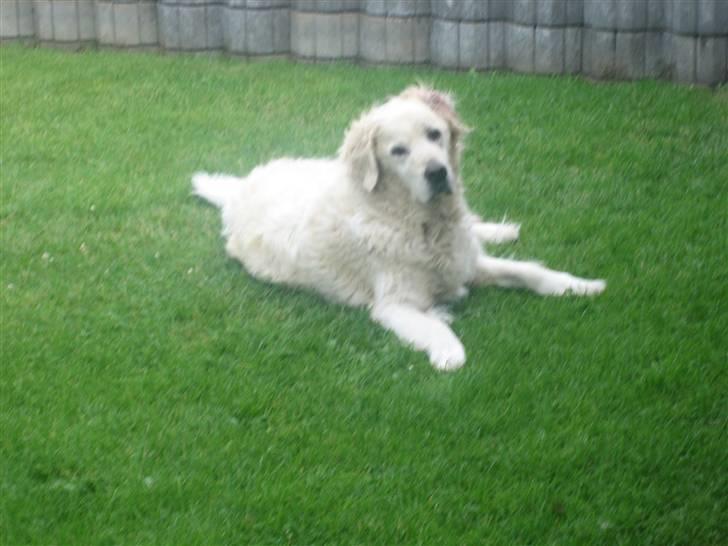 Golden retriever nika R.I.P :(<3I MISS YOU billede 15