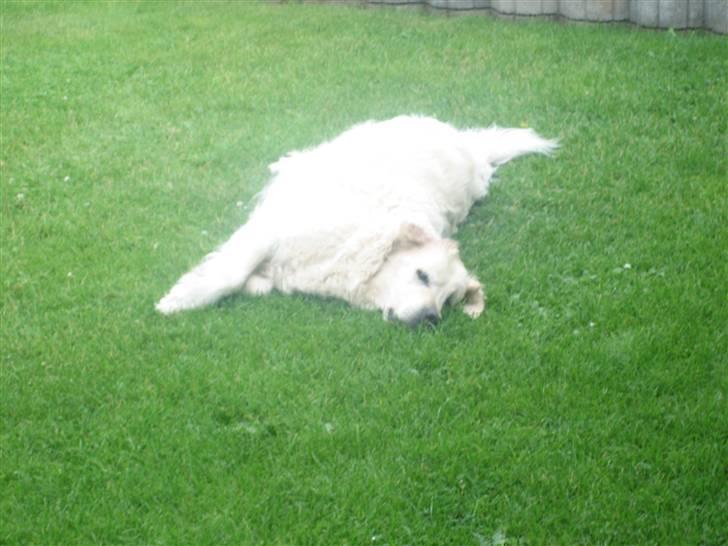 Golden retriever nika R.I.P :(<3I MISS YOU billede 16