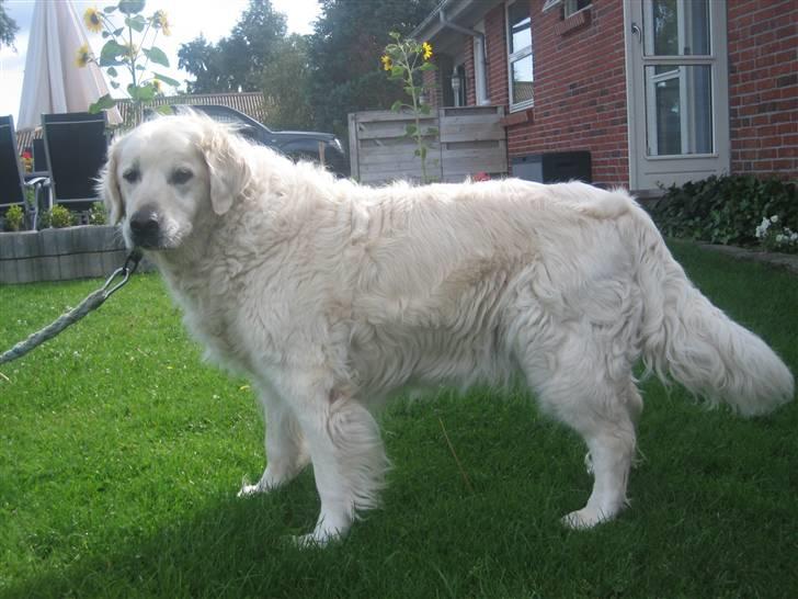 Golden retriever nika R.I.P :(<3I MISS YOU billede 17