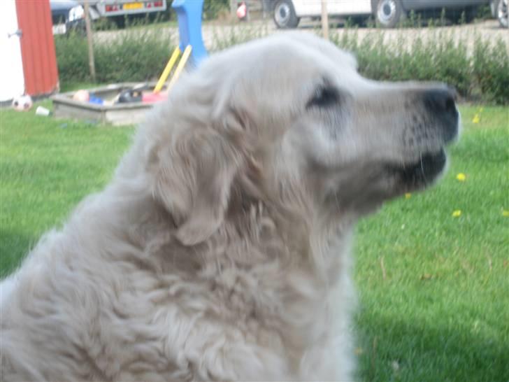 Golden retriever nika R.I.P :(<3I MISS YOU billede 18