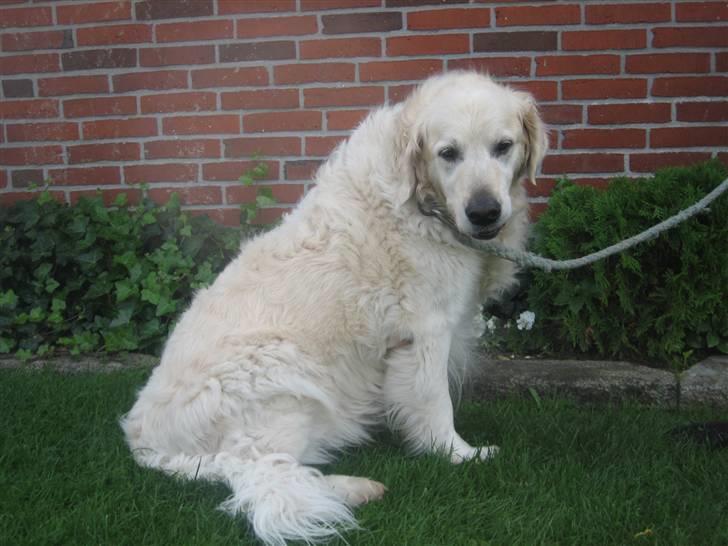 Golden retriever nika R.I.P :(<3I MISS YOU billede 19