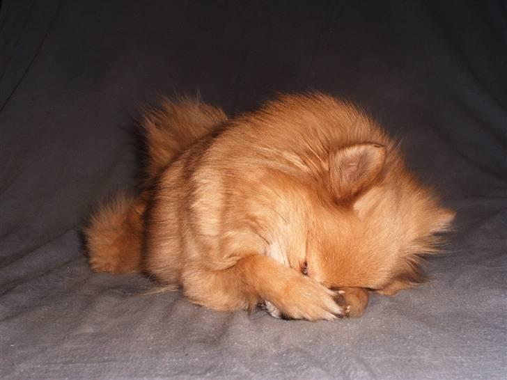 Pomeranian trold/maryy/mager - hejsa jeg hedder trold billede 1