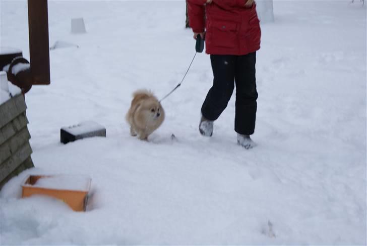 Pomeranian trold/maryy/mager - trold var helt vild med sneen  billede 2