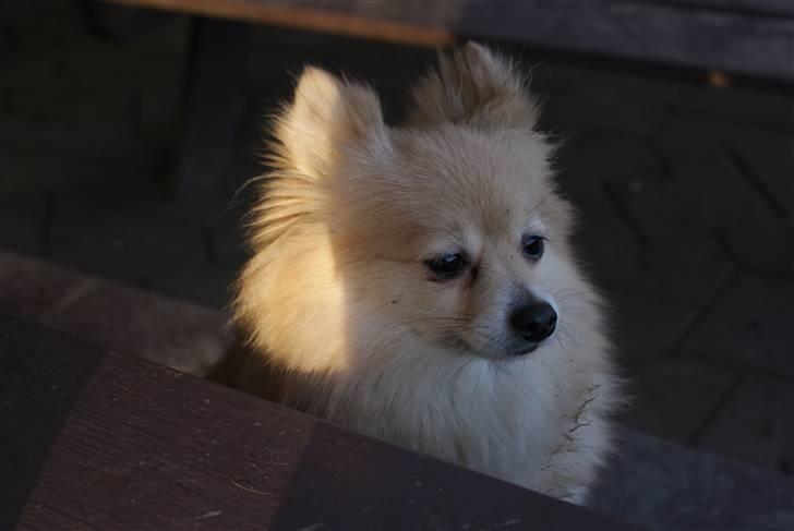 Pomeranian trold/maryy/mager - syntes selv jeg er rigtig smuk billede 3