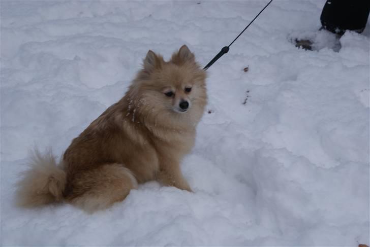 Pomeranian trold/maryy/mager - trold er i rigtig sne for første gang billede 4