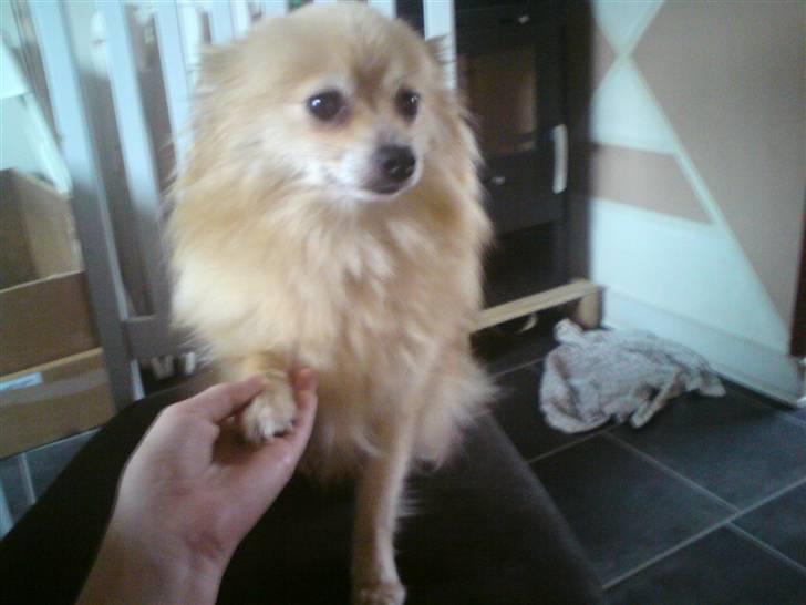 Pomeranian trold/maryy/mager - se er jeg ikke dygtig jeg kan gi pote billede 5