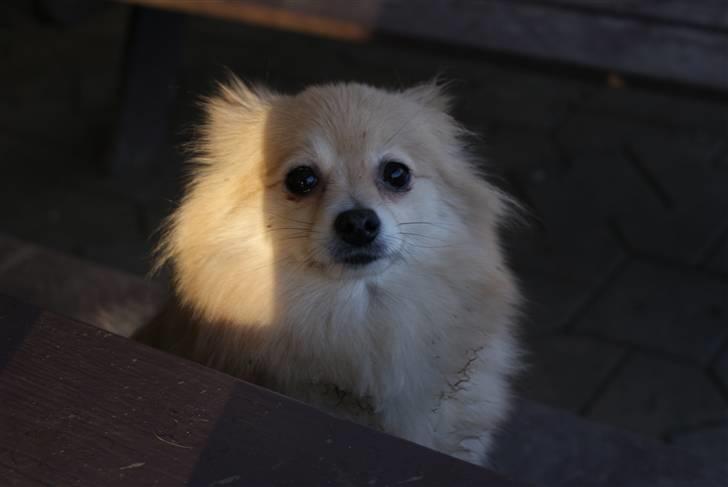 Pomeranian trold/maryy/mager - puhaa det er nu altså koldt billede 6