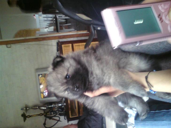 Pomeranian trold/maryy/mager - en ud af to skønne hvapper hun har fået en ulve grå og en helt hvid billede 7