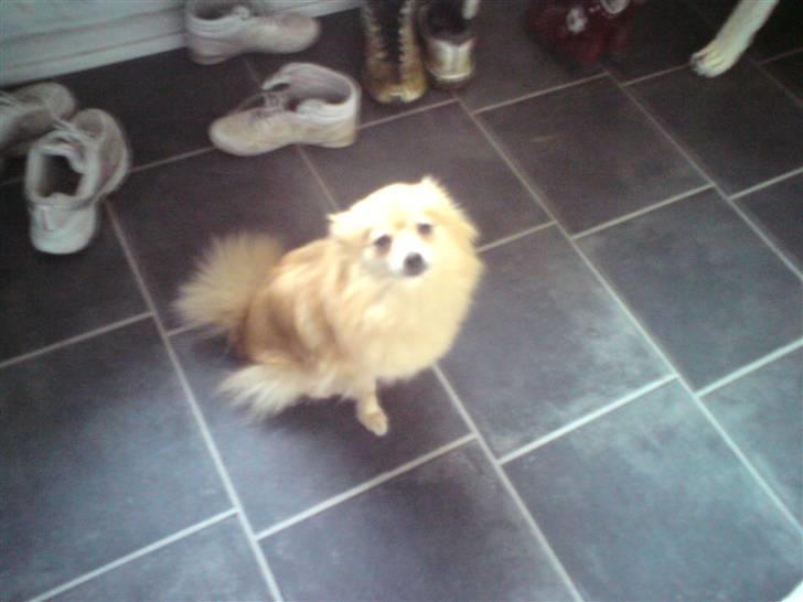 Pomeranian trold/maryy/mager - jeps det er mig du skal kæle med billede 8