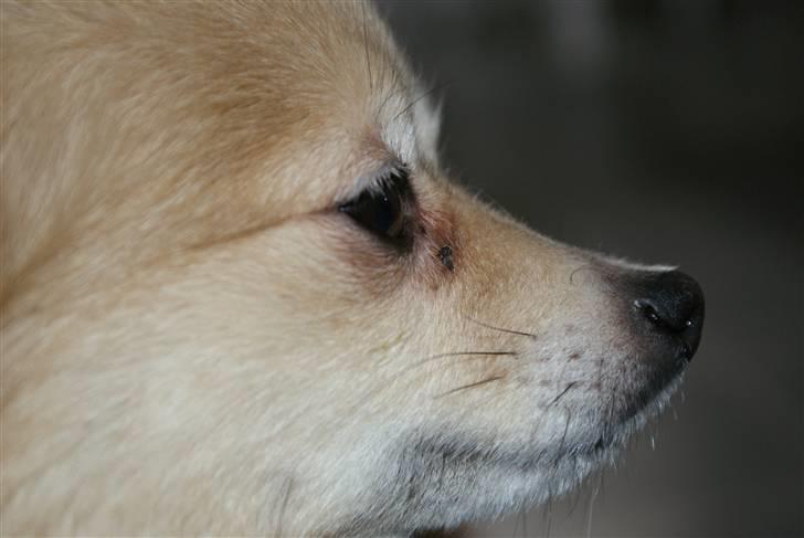 Pomeranian trold/maryy/mager - trold hoved taget i profil billede 9