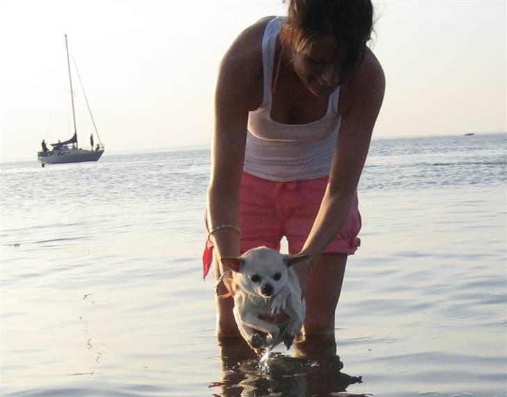 Chihuahua Chilli (Gucci) billede 16