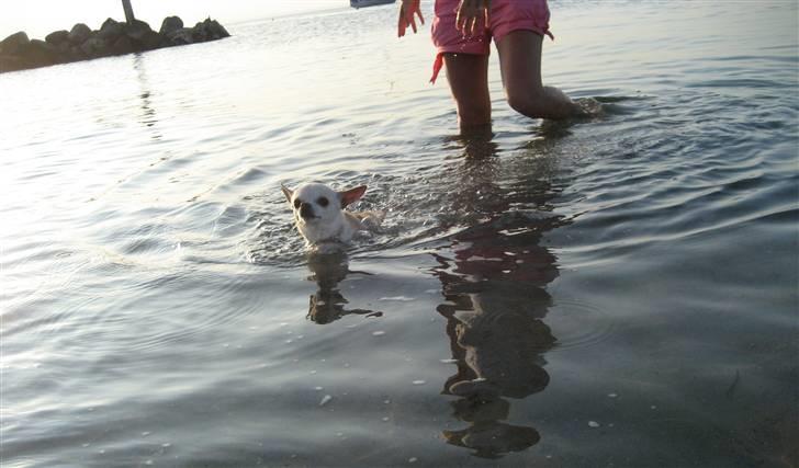 Chihuahua Chilli (Gucci) billede 17