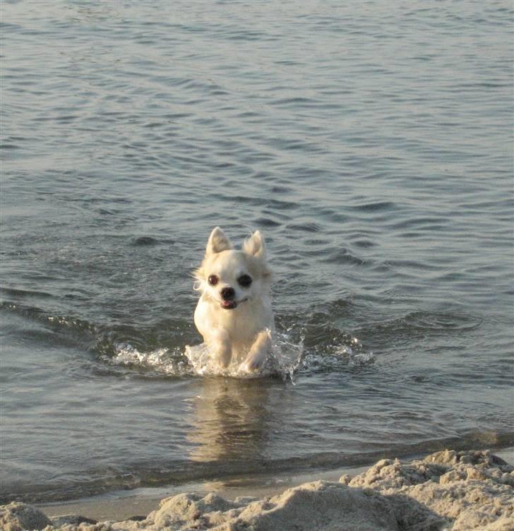 Chihuahua Armani billede 13