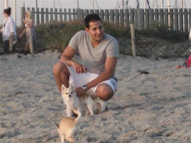 Chihuahua Armani billede 14