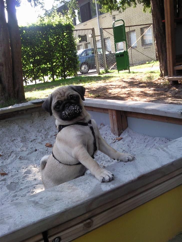 Mops Karlos - Den lille legesyg unge ;b billede 1