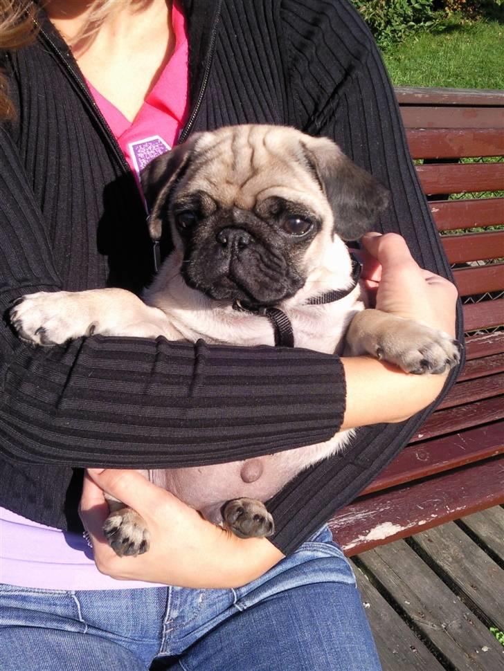 Mops Karlos billede 2