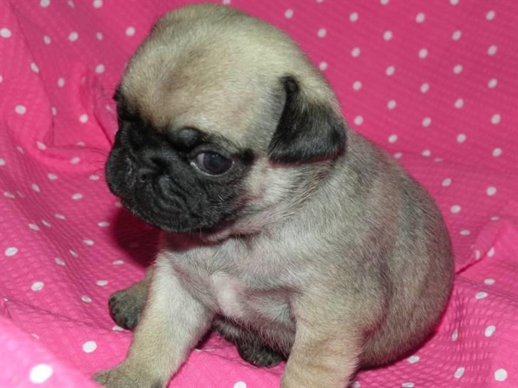 Mops Karlos - Da han var par uger billede 3