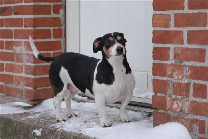 Jack russell terrier mie - mie syntes sneen er kold billede 1