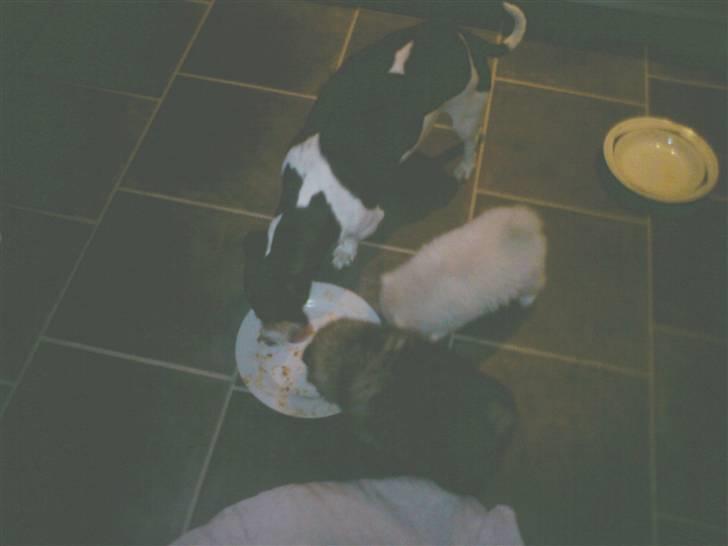 Jack russell terrier mie billede 2