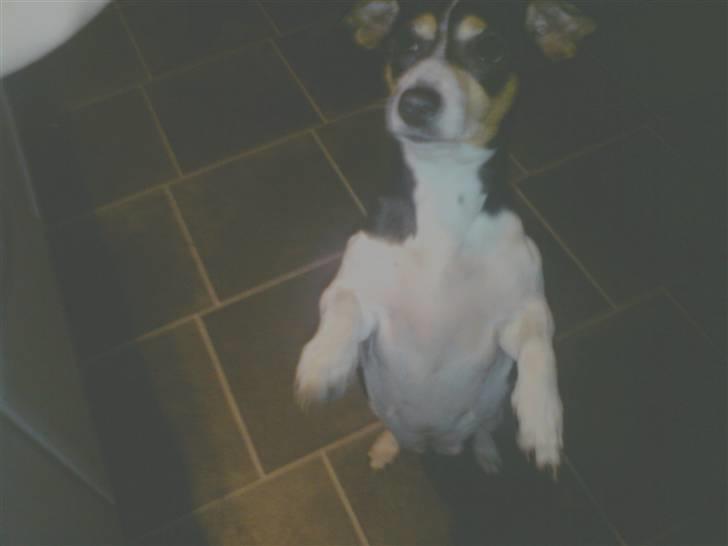 Jack russell terrier mie billede 4