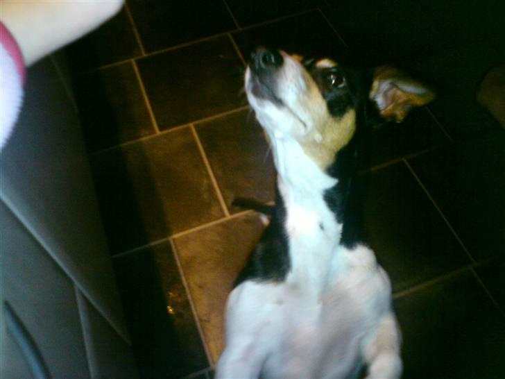 Jack russell terrier mie billede 5