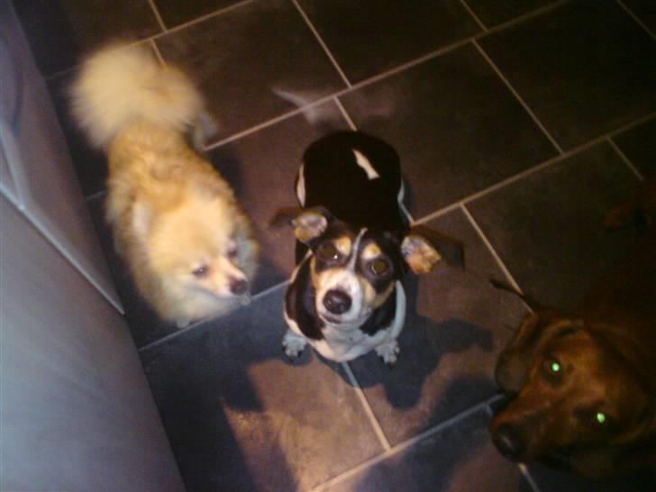 Jack russell terrier mie billede 6