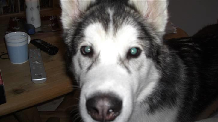 Alaskan malamute Moonsongs Tan Galto billede 1