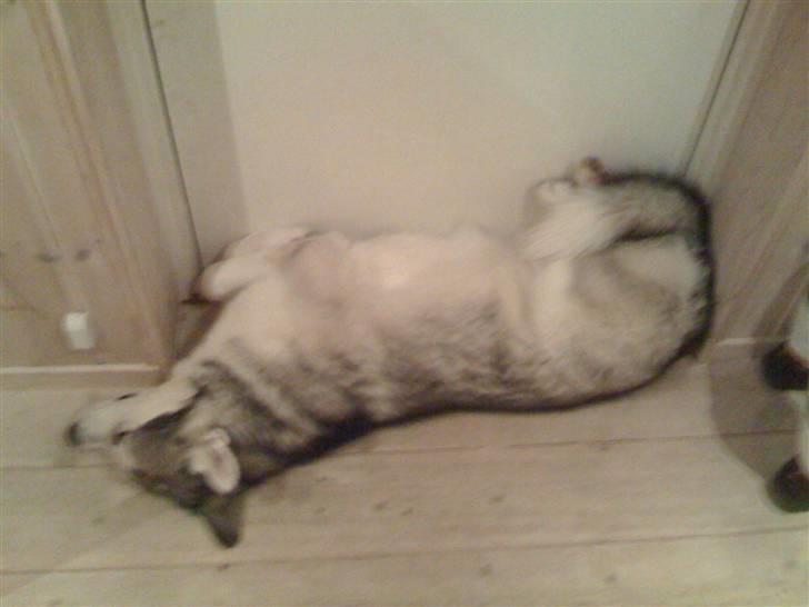 Alaskan malamute Moonsongs Tan Galto - Sover op ad hoveddøren.  billede 2