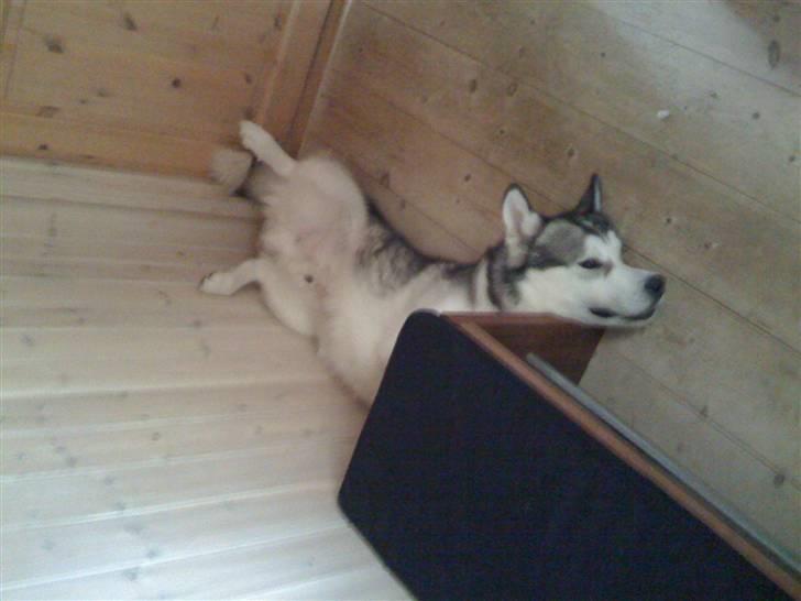 Alaskan malamute Moonsongs Tan Galto - Galto sover i gangen. Som man nu sover :) billede 3