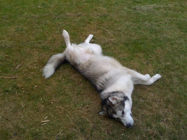 Alaskan malamute Moonsongs Tan Galto - Sover på græsset. billede 4