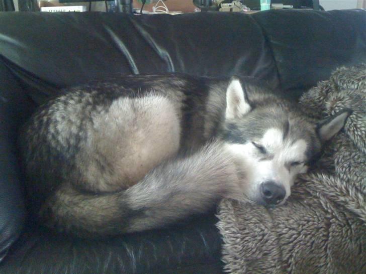 Alaskan malamute Moonsongs Tan Galto - Putter i sofaen :) billede 5