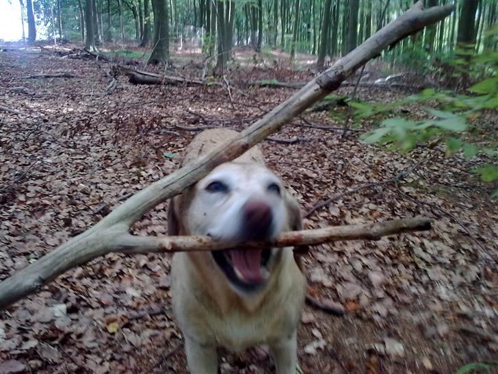 Labrador retriever Malou  R.I.P. 7-10-10 - Hjæælp - jeg bliver overfaldet af en kæp. billede 18