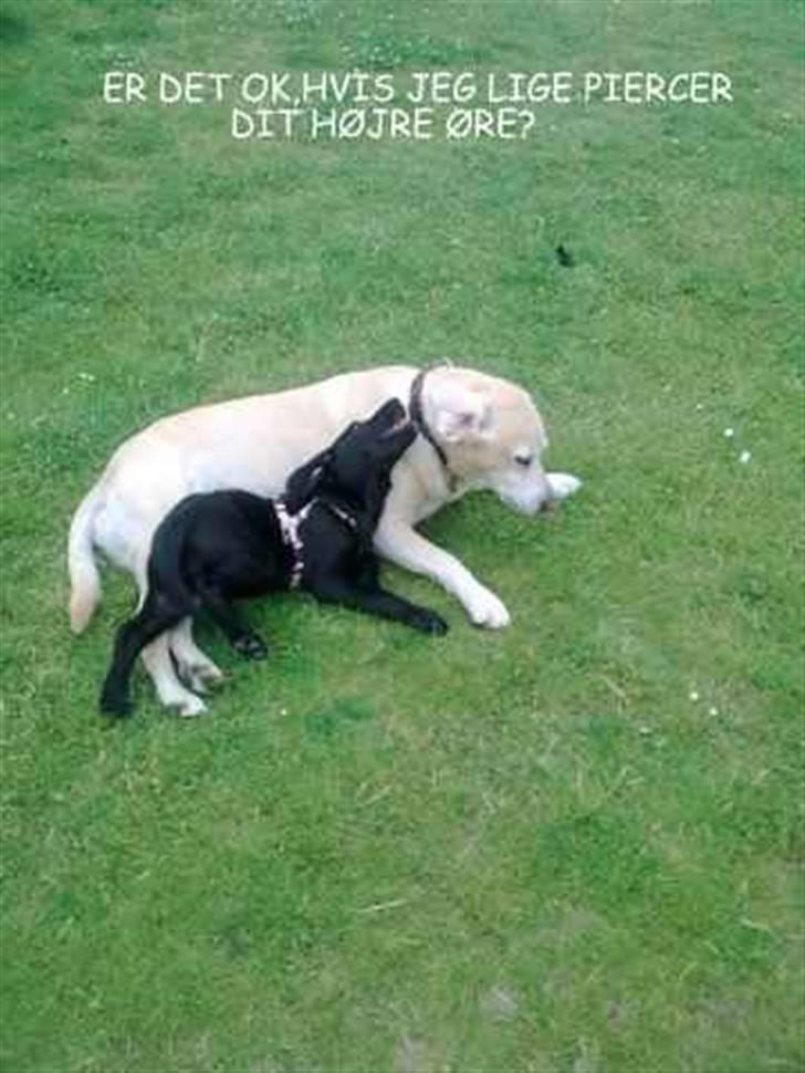 Labrador retriever Malou  R.I.P. 7-10-10 billede 19