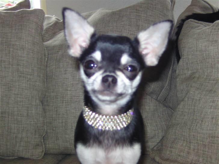 Chihuahua Cher blir kaldt Donna billede 1