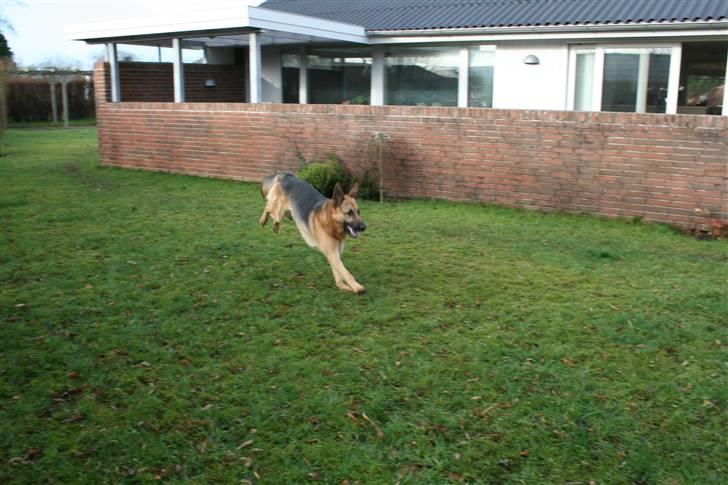 Schæferhund taz billede 5