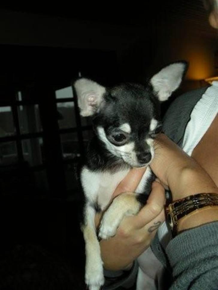 Chihuahua Cher blir kaldt Donna billede 2