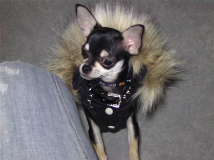 Chihuahua Cher blir kaldt Donna billede 3