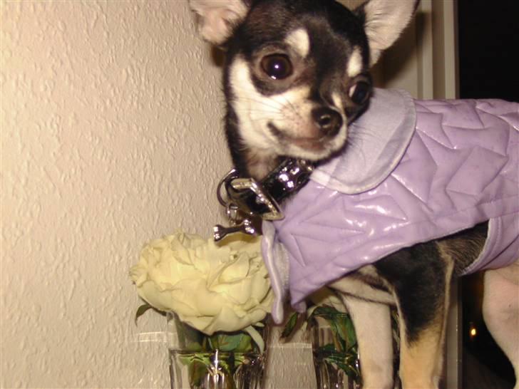 Chihuahua Cher blir kaldt Donna billede 4