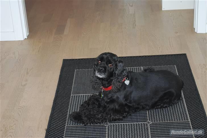 Amerikansk cocker spaniel Truly Yours Barbie billede 8