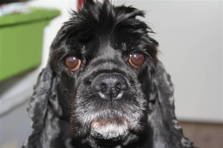 Amerikansk cocker spaniel Truly Yours Barbie billede 9