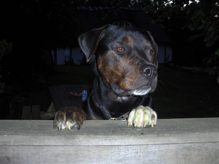 Blanding af racer Felix - her vogter Felix billede 8